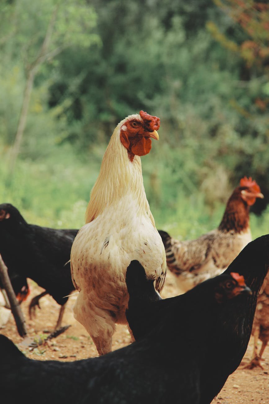 four white and black chicken outdoor