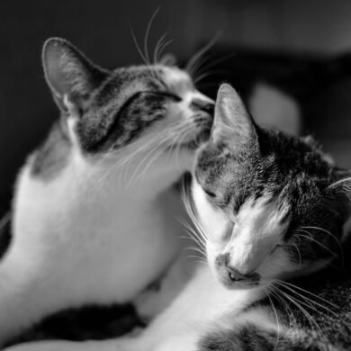 cats in gray scale photo