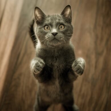 cute gray kitten standing on a wooden flooring